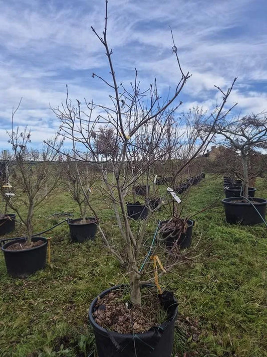 Acer Japonicum 'Aconitifolium' 70cm Pot 240cm Height Outdoor Tree