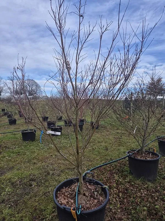 Acer Palmatum 'Asahi Zuru' 64cm Pot 270cm Height Outdoor Tree
