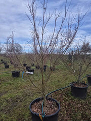Acer Palmatum 'Asahi Zuru' 64cm Pot 270cm Height Outdoor Tree