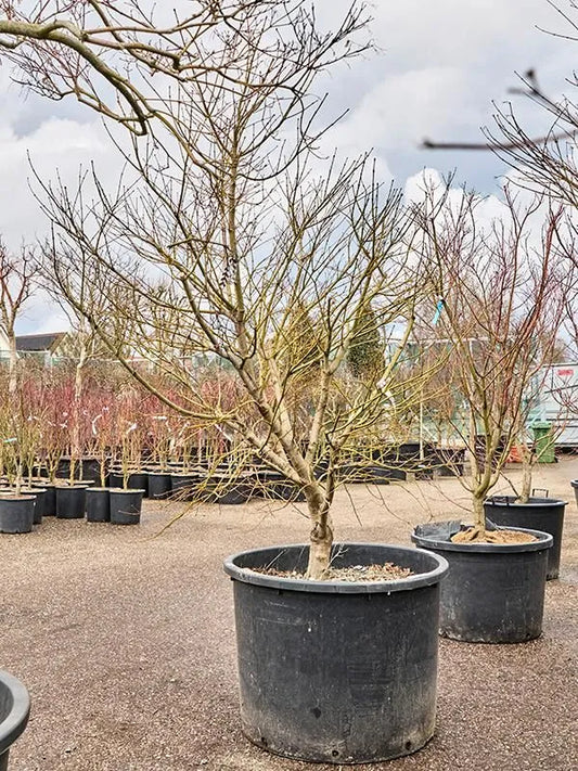 Acer Palmatum 'Atropurpureum' 80cm Pot 240cm Height Outdoor Tree