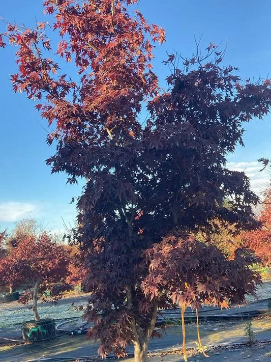 Acer Palmatum 'Bloodgood' 120cm Pot 450cm Height Outdoor Tree