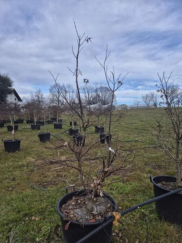 Acer Palmatum 'Bloodgood' 58cm Pot 210cm Height Outdoor Tree
