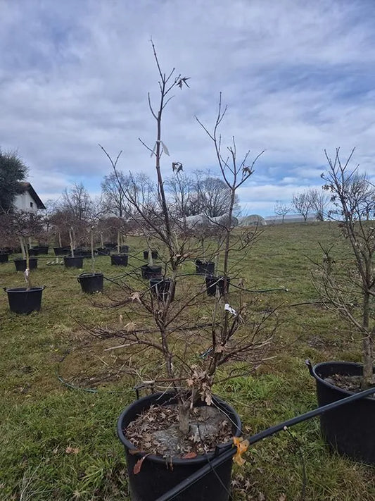 Acer Palmatum 'Bloodgood' 58cm Pot 210cm Height Outdoor Tree