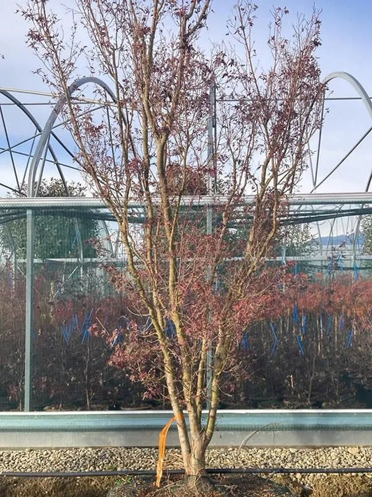 Acer Palmatum 'Butterfly' 92cm Pot 400cm Height Outdoor Tree