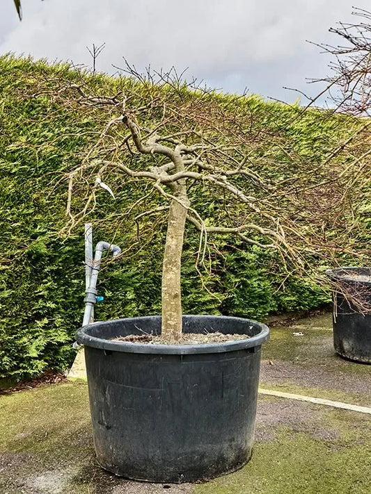 Acer Palmatum 'Crimson Queen' 100cm Pot 220cm Height Outdoor Tree