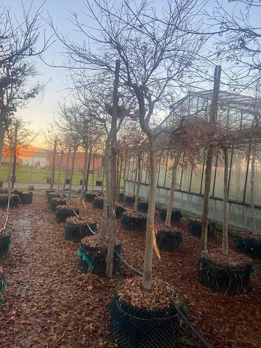 Acer Palmatum 'De Shojo' (300-350) 70cm Pot 325cm Height Outdoor Tree