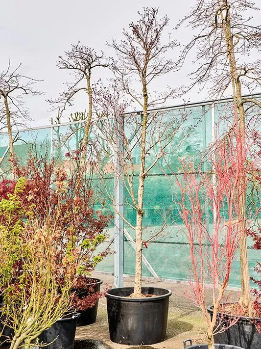 Acer Palmatum 'Fire Glow' 85cm Pot 400cm Height Outdoor Tree