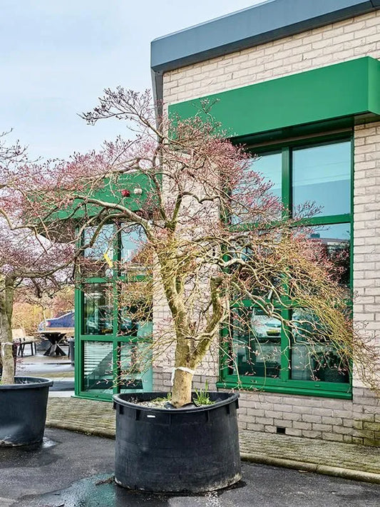 Acer Palmatum 'Garnet-Green Lace' 130cm Pot 300cm Height Outdoor Tree