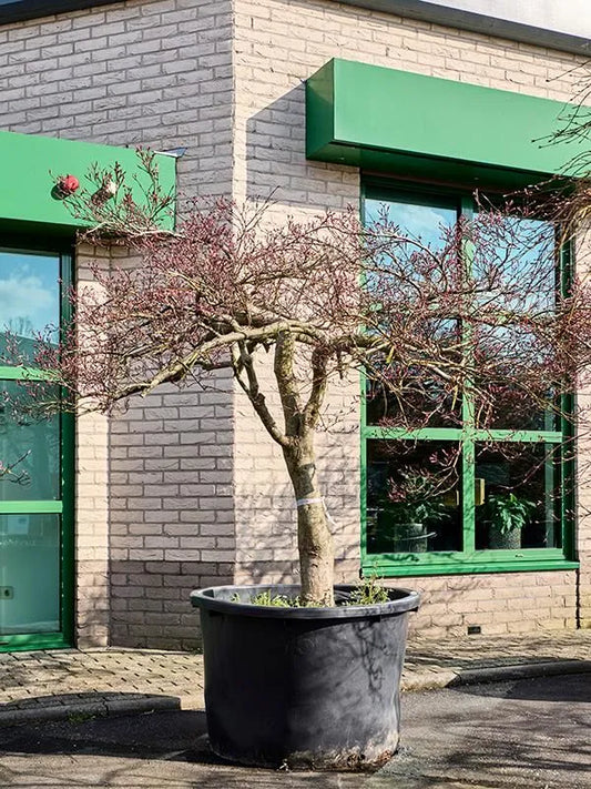 Acer Palmatum 'Garnet' 100cm Pot 250cm Height Outdoor Tree