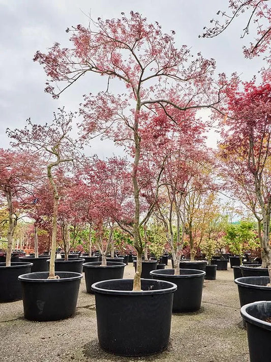 Acer Palmatum 'Garnet' 80cm Pot 280cm Height Outdoor Tree