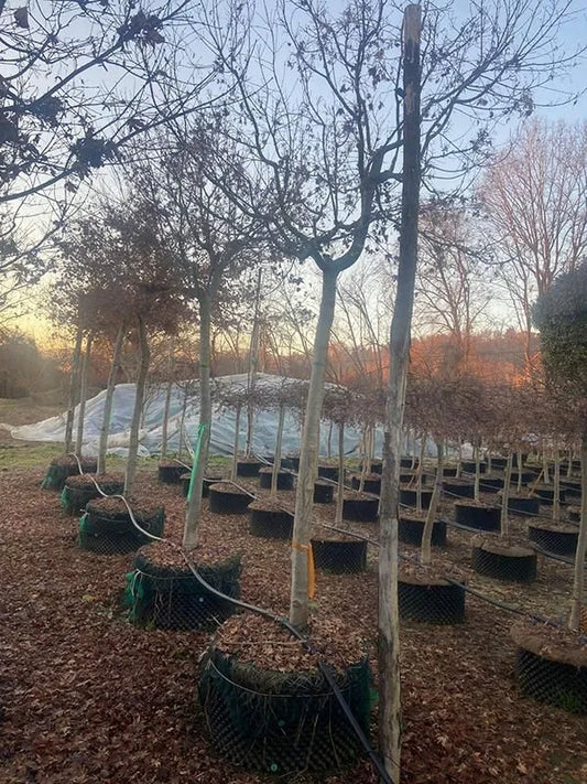 Acer Palmatum 'Green' 80cm Pot 375cm Height Outdoor Tree