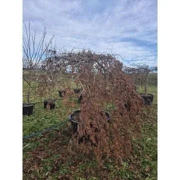 Acer Palmatum 'Green Lace' 92cm Pot 200cm Height Outdoor Tree