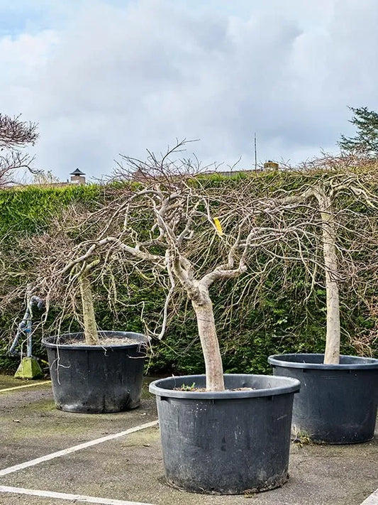 Acer Palmatum 'Inaba-shidare' 100cm Pot 240cm Height Outdoor Tree