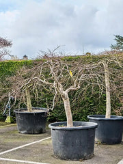 Acer Palmatum 'Inaba-shidare' 100cm Pot 240cm Height Outdoor Tree