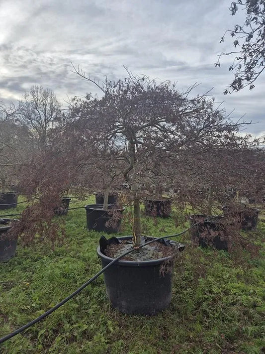 Acer Palmatum 'Inaba-shidare' 100cm Pot 270cm Height Outdoor Tree