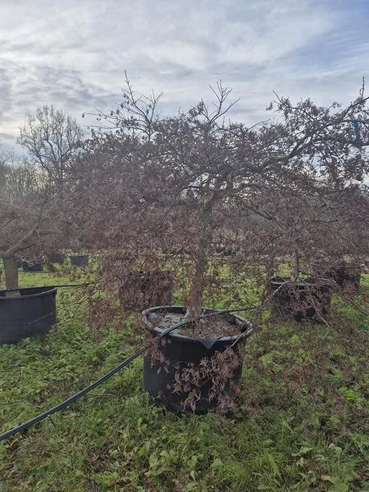 Acer Palmatum 'Inaba-shidare' 112cm Pot 270cm Height Outdoor Tree