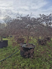 Acer Palmatum 'Inaba-shidare' 112cm Pot 270cm Height Outdoor Tree