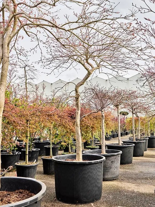 Acer Palmatum 'Inaba-shidare' 80cm Pot 250cm Height Outdoor Tree