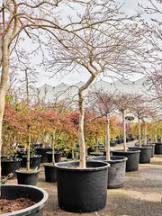 Acer Palmatum 'Inaba-shidare' 80cm Pot 250cm Height Outdoor Tree