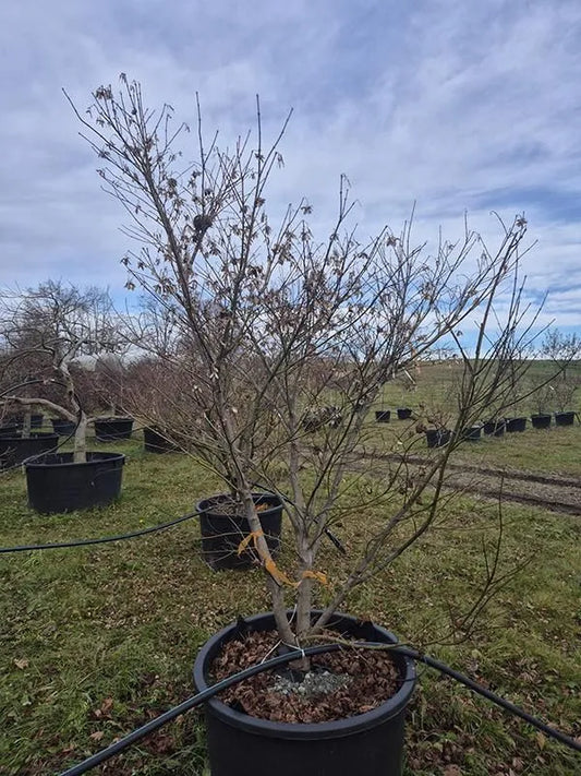 Acer Palmatum 'Kogane Nishiki' 80cm Pot 270cm Height Outdoor Tree