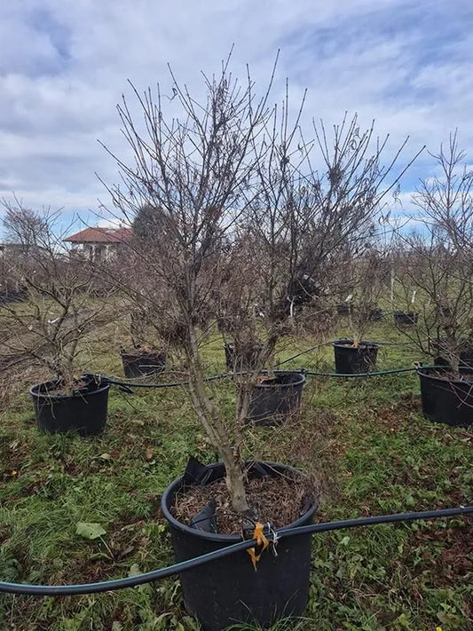 Acer Palmatum 'Koto-No-Ito' 70cm Pot 240cm Height Outdoor Tree