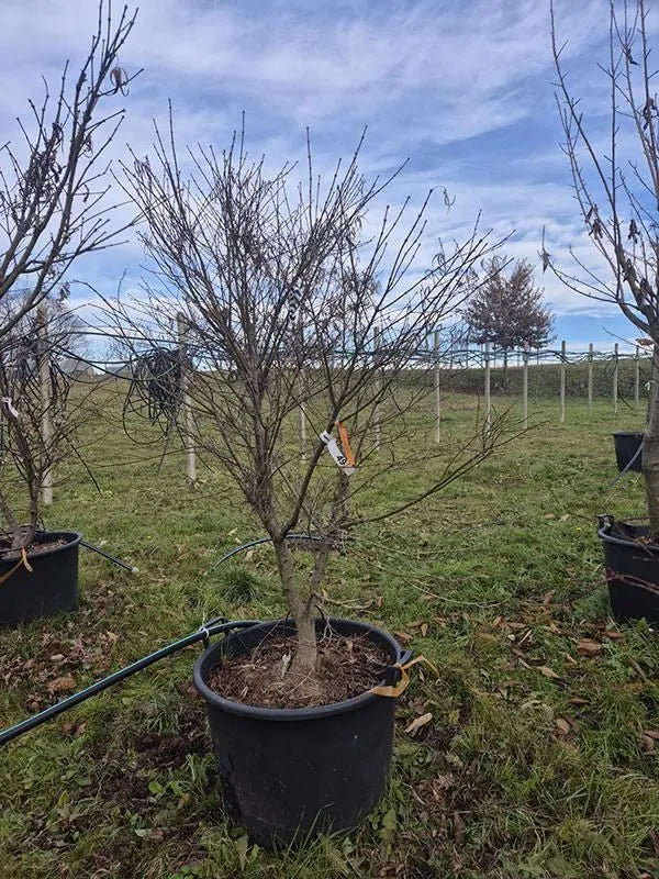 Acer Palmatum 'Linearilobum' 62cm Pot 210cm Height Outdoor Tree