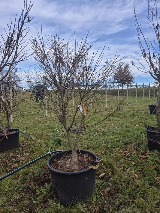 Acer Palmatum 'Linearilobum' 62cm Pot 210cm Height Outdoor Tree