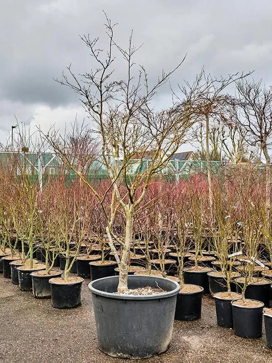 Acer Palmatum 'Linearilobum' 85cm Pot 300cm Height Outdoor Tree