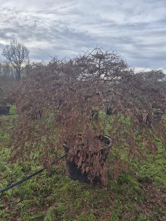 Acer Palmatum 'Ornatum' 100cm Pot 220cm Height Outdoor Tree