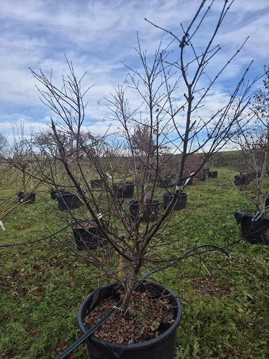Acer Palmatum 'Osakazuki' 70cm Pot 210cm Height Outdoor Tree