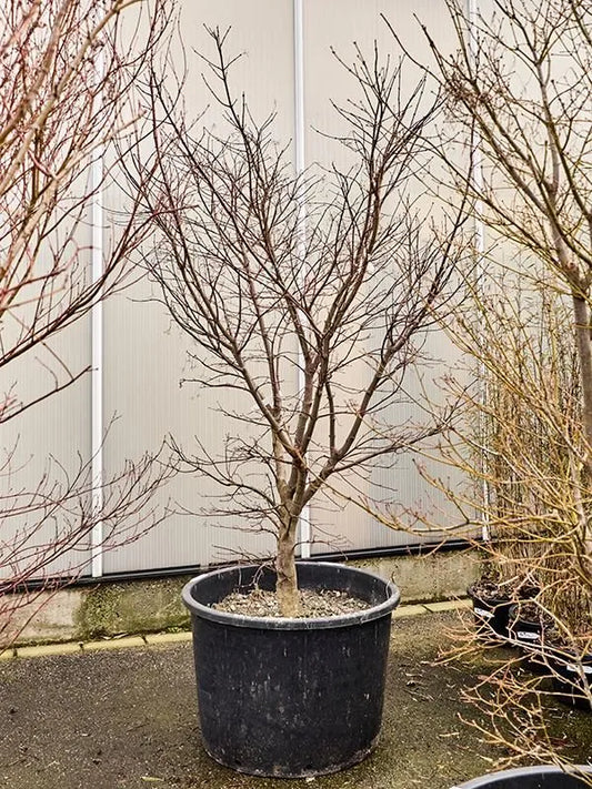 Acer Palmatum 'Osakazuki' 80cm Pot 270cm Height Outdoor Tree