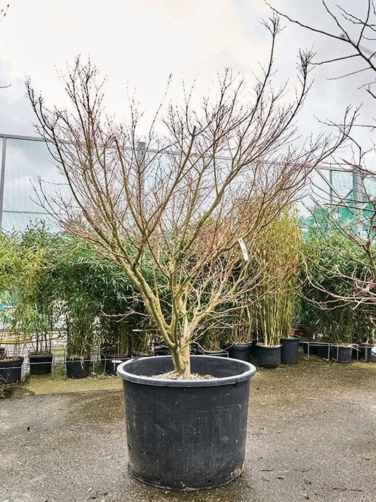 Acer Palmatum 'Polymorphum' 80cm Pot 230cm Height Outdoor Tree