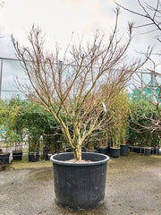 Acer Palmatum 'Polymorphum' 80cm Pot 230cm Height Outdoor Tree