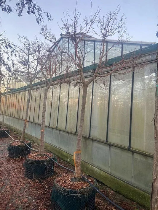 Acer Palmatum 'Sangokaku' (330-380) 70cm Pot 350cm Height Outdoor Tree