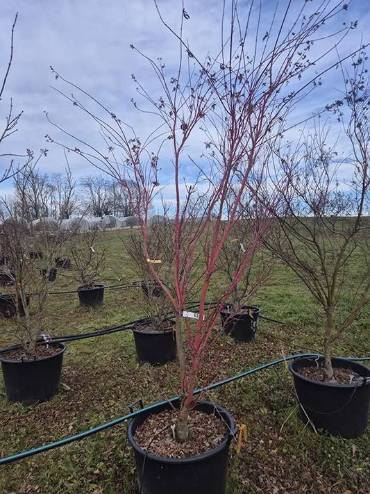 Acer Palmatum 'Sangokaku' 60cm Pot 300cm Height Outdoor Tree