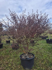 Acer Palmatum 'Seiryu' 68cm Pot 260cm Height Outdoor Tree