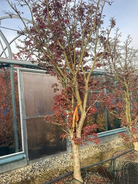 Acer Palmatum 'Shishigashira' 112cm Pot 300cm Height Outdoor Tree