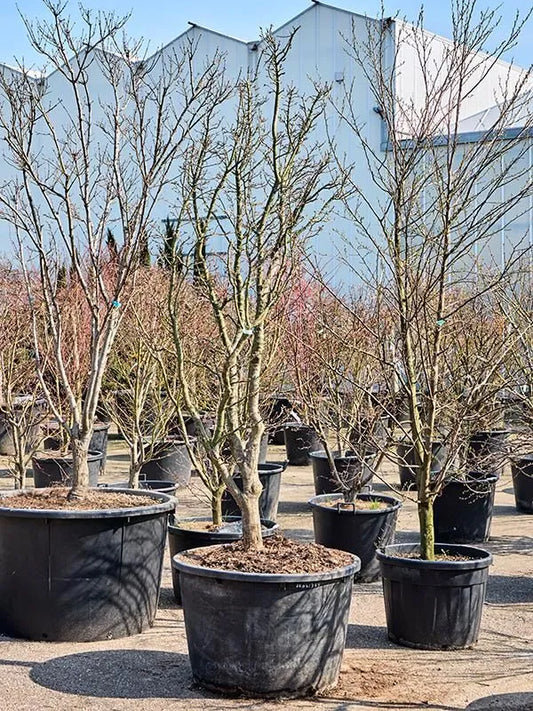 Acer Palmatum 'Shishigashira' 85cm Pot 300cm Height Outdoor Tree