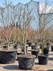 Acer Palmatum 'Shishigashira' 85cm Pot 300cm Height Outdoor Tree