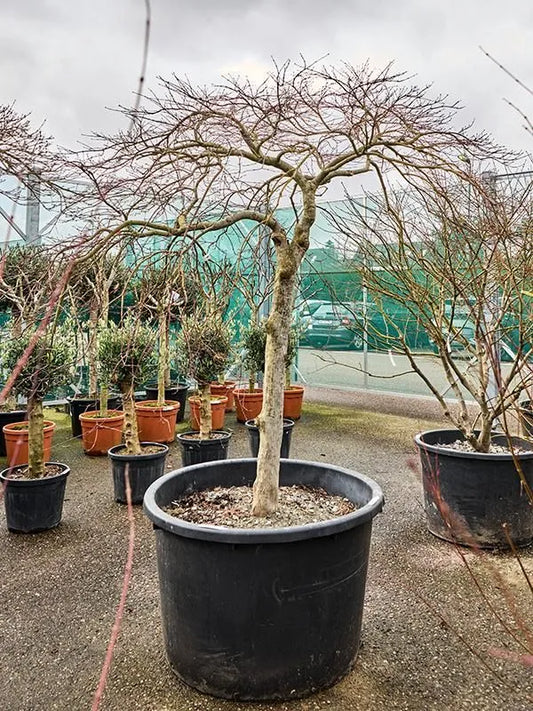 Acer Palmatum 'Stella Rossa' 100cm Pot 240cm Height Outdoor Tree