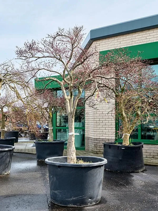 Acer Palmatum 'Stella Rossa' 100cm Pot 290cm Height Outdoor Tree