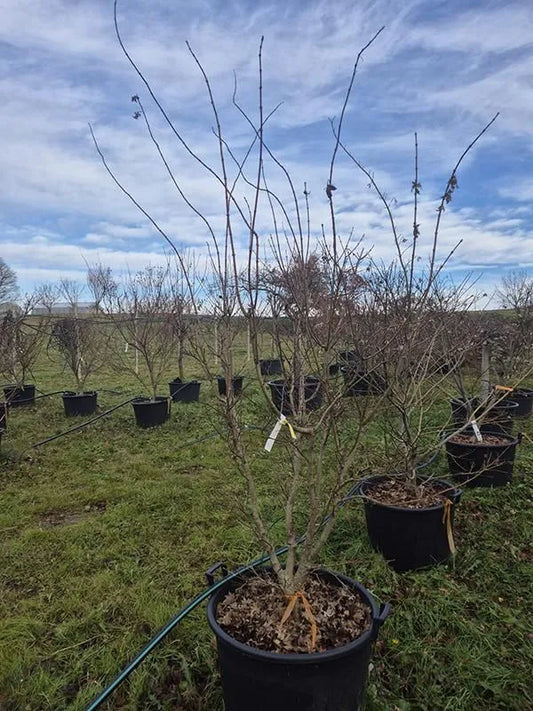 Acer Palmatum 'Summer Gold' 65cm Pot 200cm Height Outdoor Tree