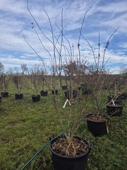Acer Palmatum 'Summer Gold' 65cm Pot 200cm Height Outdoor Tree