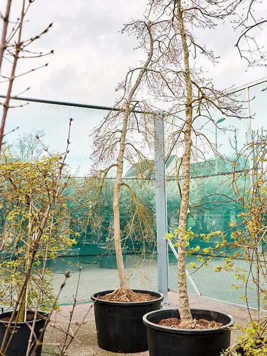 Acer Palmatum 'Viridis' 85cm Pot 420cm Height Outdoor Tree