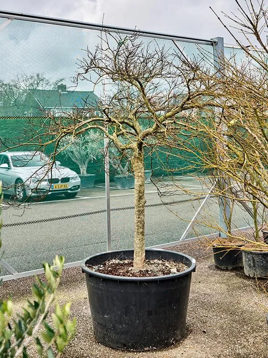 Acer Palmatum  'Garnet' 96cm Pot 250cm Height Outdoor Tree