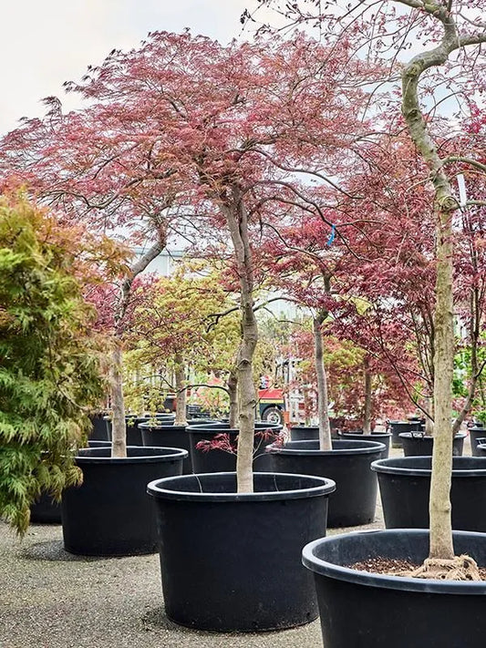Acer Palmatum diss 'Ornatum' 80cm Pot 250cm Height Outdoor Tree