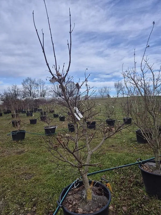 Acer japonicum 'Vitifolium' 60cm Pot 210cm Height Outdoor Tree