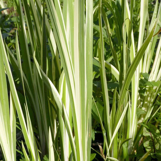 Acorus Calamus Variegatus Aquatic Pond Plant - Sweet Flag