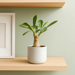 Adenium Obesum Desert Rose House Plant 6cm Pot