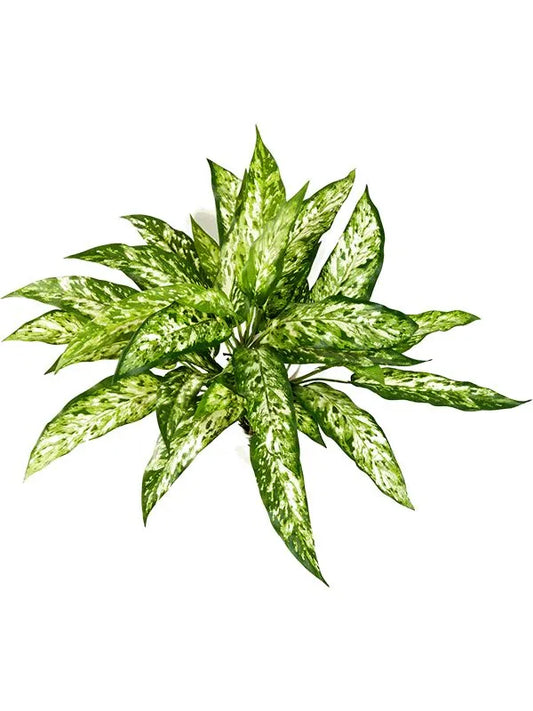 Aglaonema Artificial Plant Premium Faux 48cm Height